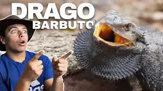 DRAGO BARBUTO Dell'EST (Pogona barbata)