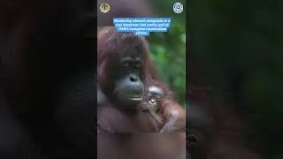 This Orangutan Monitoring Team Captured Something Incredible!