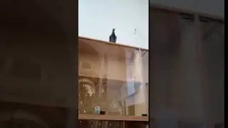 Голубь в храме молится