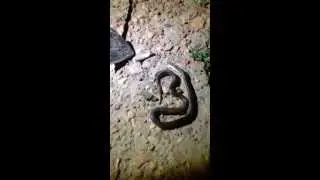 Убили змею в Малакале / Killed the snake in Malakal