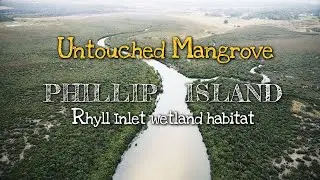 Untouched Mangrove forest-Phillip Island