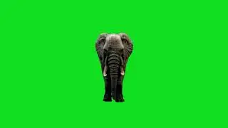 green screen effects elephant