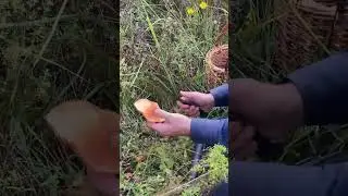 Лучший гриб и лучший нож !