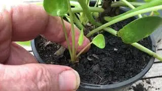 How to Propagate Pilea Peperomoides - How to Remove Offsets or 'Pup's from Chinese Money Plant