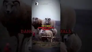 Most Dangerous Animals in world | #animal #lion #tiger #dogs #shorts