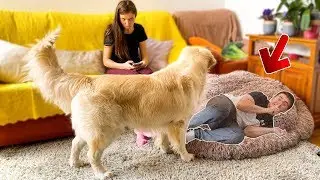 Hiding from my Golden Retriever under his bed!
