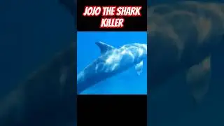 JoJo the Shark killer 