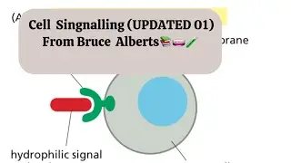 Updated Cell Signalling 01 || 🧪📚