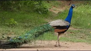 Peacock bird original sounds calls with high graphics pictures | मोर पक्षी की ध्वनि