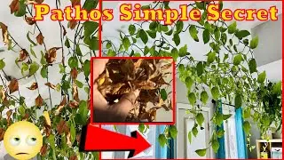 Pothos care simple secret