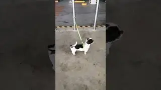 Doggie Parking Spot