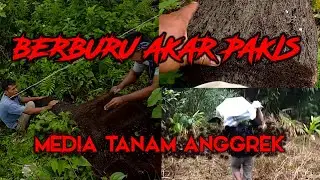 BERBURU AKAR PAKIS MEDIA TANAM ANGGREK