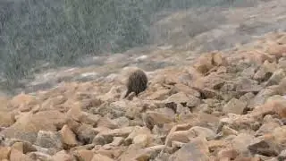 2022 10 7 Wild Bears on Pikes Peak