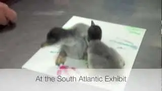 Moody Gardens Penguin Chicks - Thanksgiving Weekend