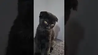 Cute black tiny kitten such a cutie would you stroke her ?  #oliverandsuzie