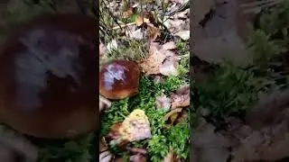самые красивые боровики? ставим лайк кто согласен.