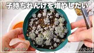 [Succulents] Repotting baby lotus [Gardening]