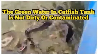 The Green Water In  Catfish Tank is Not Dirty Or Contaminated/ Catfish Farming In Ghana!!