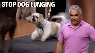 How To Stop Your Dog From Lunging At Other Dogs | Dog Nation Episode 8 - Part 1