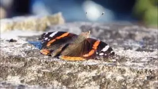 Butterfly - The Red Admiral (Vanessa atalanta)
