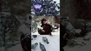Голуби дерутся за еду | Shorts
