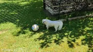 Dog Playing Football/Soccer, Hund Spielt Fußball. HD Maltester Playing Football