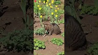 Самый счастливый валаамский кот  #кот #валаам #зависимость