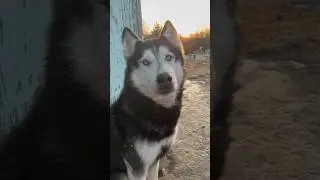 Мудрый Вожак