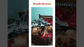 pov: winter morning's when u have two dogs 🐕 ❤️. #dog #viral #youtubeshorts #doglover #facts #cute