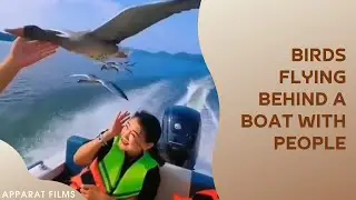 Birds flying behind a boat with people