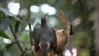 Victoria's Riflebird -  young males dancing