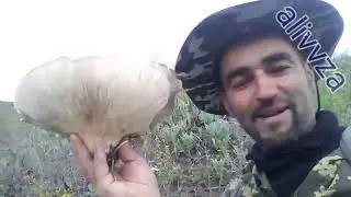 ALIVVZA. ЧАГОРА, КОРЧ, МУАРИФГАРИ ТАБИАТИ ЗЕБОИ ВАХЁ.
