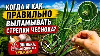 When and how to properly remove garlic stalks? A mistake that reduces the yield!
