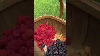 Harvest time with 4 types of raspberries 