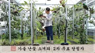 개인 온실 가을 난꽃 무엇이 피었을까요?