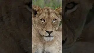 A beautiful young lioness 🦁 