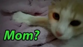 My Cat Loves The Blanky