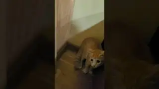 котенку жути гоним 