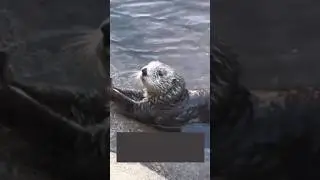 how sea otters store foods 😱