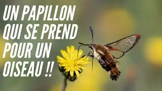 [PHOTO ANIMALIÈRE] Le sphinx-colibri:  un papillon qui se prend pour un oiseau