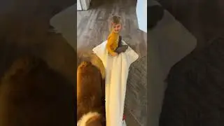 MURPH HELPIN ME OUT #puppy #dog #cute #baby #toddlers #playtime #holiday #fun #funny #trending #love