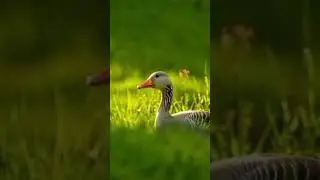 #համոզմունքներ
