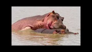 5K African Wildlife Virtual Trip to Kruger National Park in South Africa 1 5 HRS