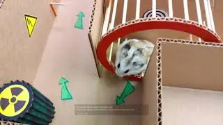 🐹Хомяк сбегает из лабиринта для домашних животных в реальной жизни 🐹!!!Смотреть всем до конца!!!
