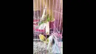 بسم الله ما شاء الله تربيه العصافير