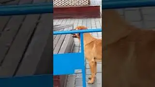 У кота СТАЛЬНЫЕ яйки