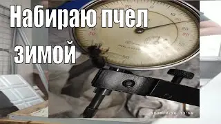 Как набираю пчел на балконе из Улья.Пчелиный яд удивительное вещество.С древних времен .