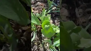 Тюльпаны у соседей и у меня