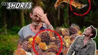 DOC SHORTS | Folge 14 - Big Business im Regenwald: Die Ölpalme
