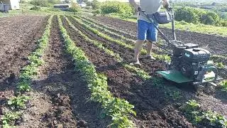 Оброботка междурядий картошки мотоблоком Бизон 910